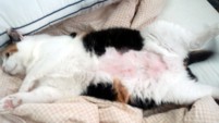 毛刈りかりんさん