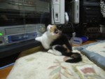 TV邩񂳂