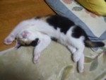 Lт邩񂳂