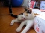 ܂̂ꒆ񂳂