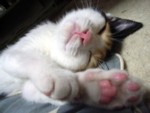 ςȖڂŌ邩񂳂