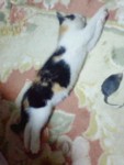 ̂т̂ѓVg񂳂